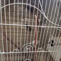 فنچ نرگسی|پرنده|مشهد, زمرد|دیوار