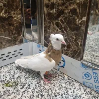 کفتر طوقی زرد نر،پشت سبز ماده