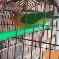 طوطی برزیلی فول اهلی نر|پرنده|ارومیه, |دیوار