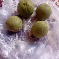 گردو