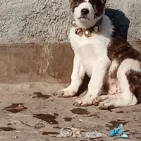 کوچوک2ماهه هم غال