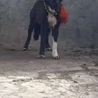 قدرجونی نگهبان صفت