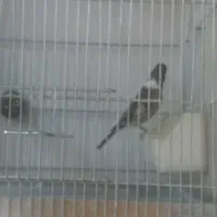 سره قناری