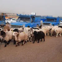 فروش گوسفند گوشتی وزنده باسکول ۲۰تا۱۰۰کیلو|حیوانات مزرعه|مشهد, توس (بلوار توس)|دیوار
