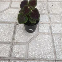 گل حسن یوسف و برگ بیدی بنفش