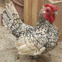 مرغ و خروس مینیاتوری مولد باجوجه با ۲ تاجوجه برهما