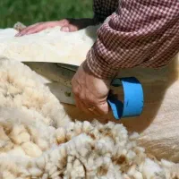 پشم گوسفند|رختخواب، بالش، پتو|اندیمشک, |دیوار