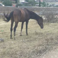 اسب
