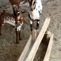 بزغاله قشنگ|حیوانات مزرعه|خرمشهر, |دیوار