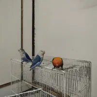 جوجه طوطی کوتوله|پرنده|الوند, |دیوار