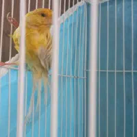 قناری نرمست خون سیلور نقره ای درشت|پرنده|مشهد, قائم|دیوار