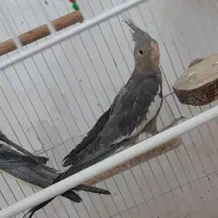 جوجه عروس هلندی