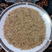 گندم ابی|خوردنی و آشامیدنی|قم, زنبیل آباد|دیوار