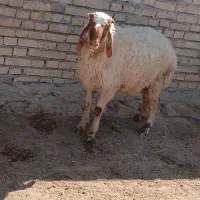 بره نر قوچ عراقی|حیوانات مزرعه|اهواز, کوی علوی|دیوار