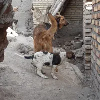 ماده پژدر|سگ|کرمانشاه, |دیوار