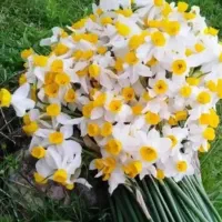 گل نرگس سمنان بلند و پرگل باکیفیت