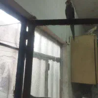 عروس هلندی  نر
