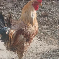 خروس محلی کوردی|حیوانات مزرعه|دهگلان, |دیوار