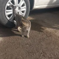 گربه خانگی|گربه|ازنا, |دیوار