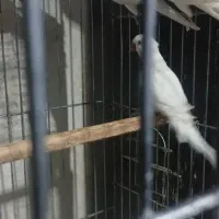 راهب آلبینو ماده