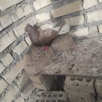 سلام یک ماده دم سفید برای معاوضی با ستا نر توقی