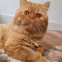 گربه پرشین و بریتیش