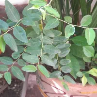 گل و گیاه خانگی و ارزان|گل و گیاه طبیعی|سبزوار, امیر کبیر|دیوار