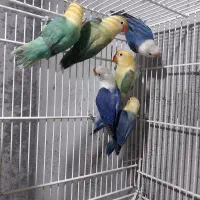 کتوله برزیلی فروشی