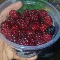 ثمره باغ خودم