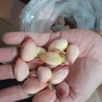 پسته درشت سرباز  کیلویی ۱۲۰۰۰۰