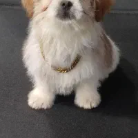 واگذاری رایگان تیله