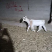 بز کهره دار|حیوانات مزرعه|مرودشت, بیست متری بیمارستان|دیوار