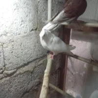 کبوتر|پرنده|رشت, بلوار گیلان|دیوار