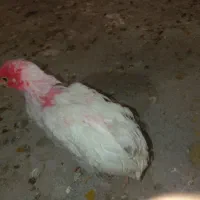 جوجه|حیوانات مزرعه|مشهد, شترک|دیوار