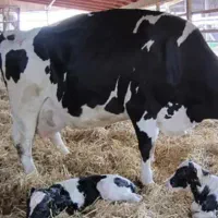 شراکت واسه گاو گوساله با بالاترین سود امروز|حیوانات مزرعه|تاکستان, |دیوار