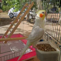 عروس هلندی|پرنده|شیراز, کودیان|دیوار