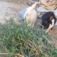 خرگوش فروشی|موش و خرگوش|زابل, |دیوار