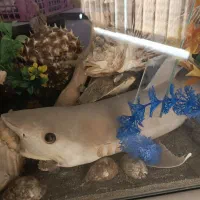 آکواریوم ماهی