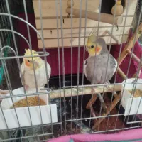 پرنده فروشی