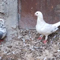 چند جفت کبوتر پلاکی و رنگی