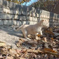 پاپی کوچولوهای چشم آبی|سگ|چناران, |دیوار