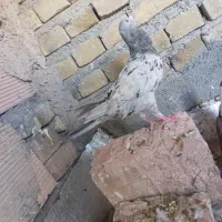 سه تا هفت رنگ درشت و سالم دوستان یکی نردوتاماده|پرنده|سبزوار, کوی بهار|دیوار