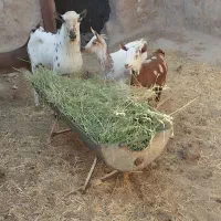 صلاله