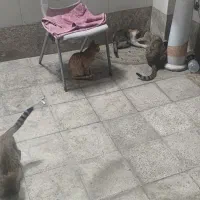 حمایت از گربه ها(سرپرستی)|گربه|تهران, پونک|دیوار