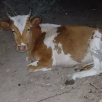 گاو ماده ۱ ساله