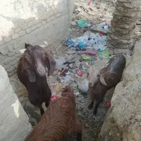 بز دوقلو زا با بچه هاش