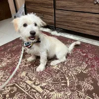 واگزاری سه عدد سگ پاپی|سگ|اصفهان, کوی امیریه|دیوار