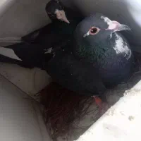 دوجفت پلنگ خوشگل