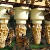 محصولات ارگانیک روستا عسل کره و پنیر تبریز|خوردنی و آشامیدنی|تهران, آذربایجان|دیوار