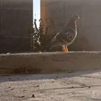 کفتر هوایی کبوتر بوم|پرنده|طرقبه, |دیوار